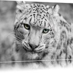 Cute big eyes cat picture snow leopard-min